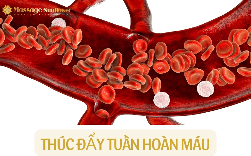 Bấm huyệt chân lưu thông máu huyết